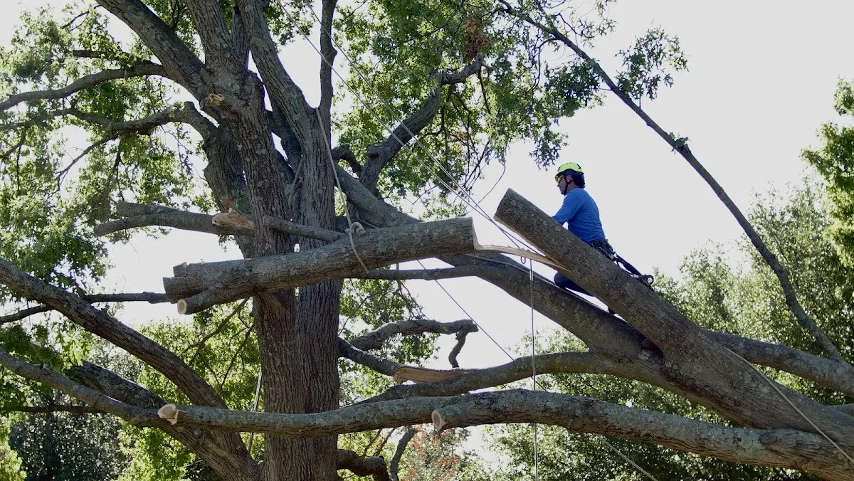 Professional Hazardous Tree Removal performed by certified arborists in Ivan