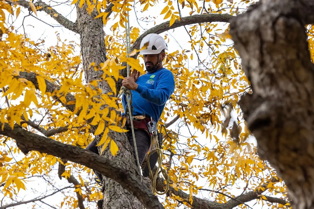 Skilled Storm Damage Cleanup crew working in Ivan