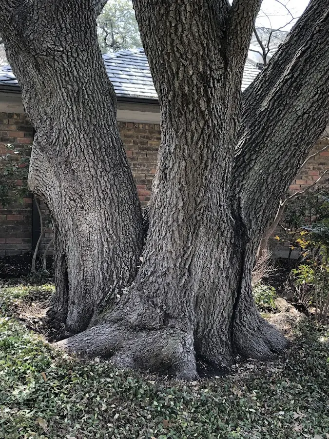 Mature heritage tree close to a Ivan property cared for by certified arborists