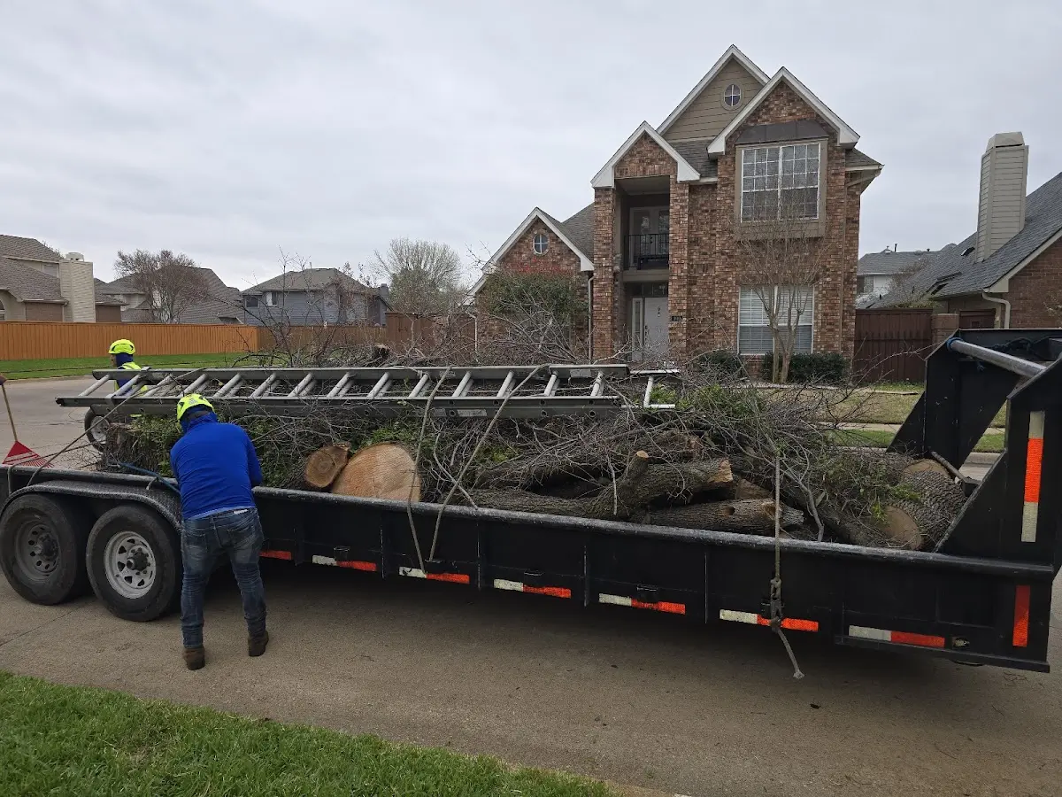 Expert Tree Pest Control with proper safety equipment in Ivan